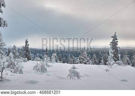Snowy Pine Trees On A Winter Landscape, Snowcovered Trail In Finnish Lapland