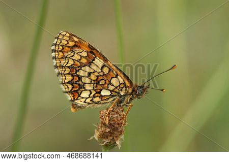 Natural Closeup Of The Blue-eyed Mediterranean Provencal Fritillary , Melitaea Deione, On Green Back