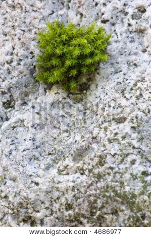 Moss a Rock