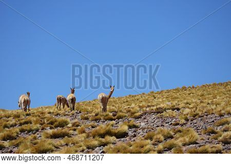 Grazing Vicunas In The Puna Argentina. High Quality Photo