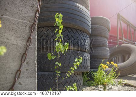 Ecological Catastrophy. Environmental Pollution. Old Tires Are Thrown Away, Flowers Grow Nearby. The