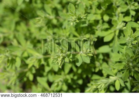 Herb Canary Clover Leaves And Flower Buds
