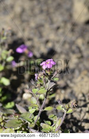 Ornamental Bacopa Pink Flowers In The Garden