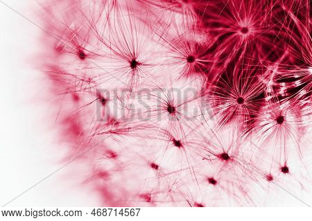 Blured Abstract Dandelion Flower In Trendy Color -  Viva Magenta, Color Of The Year 2023