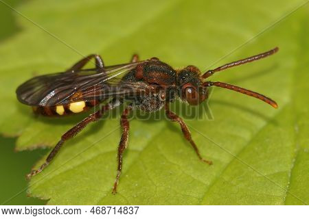 Natural Closeup On A Beautiful Red Female Panzer's Nomada Bee, Nomada Panzeri Sitting On A Green Lea