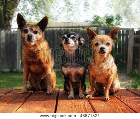 ładny grupy Chihuahua