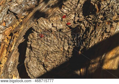 Red Bug. Accumulation Of Soldier Bugs. Red Beetles In Sun. Flock Of Insects In Bright Sunlight On Ba