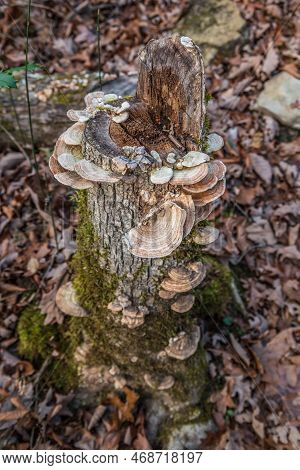 Known As Turkey Tail Fungus Growing Upwards And All Around On A Cut Tree Trunk In The Forest In Late