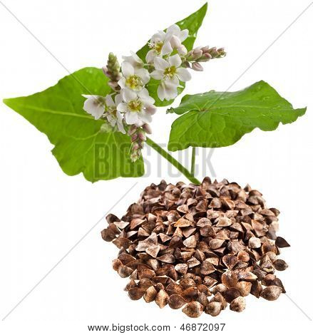 Boghvede plante blomstrende og boghvede korn bunke isoleret på hvid baggrund