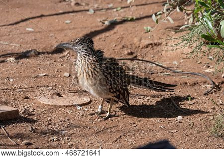 Captive Roadrunner Bird Gets A Close Up Profile On A Sunny Day