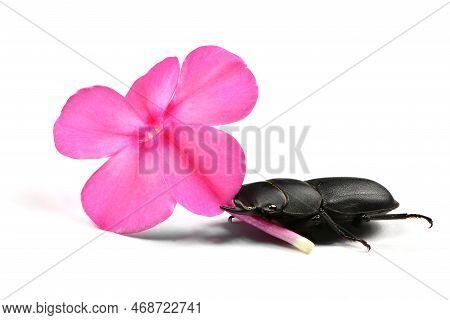 Male Lesser Stag Beetle, Dorcus Parallelipipedus Hold Violet Flower Of Phlox In Jaw On White Backgro