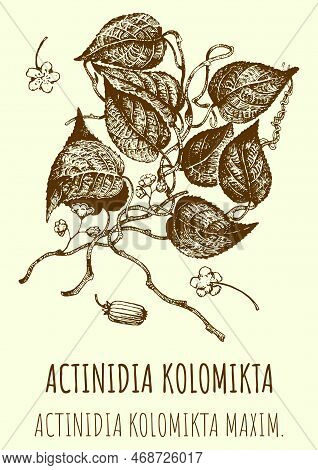 Drawings Of Actinidia. Hand Drawn Illustration. Latin Name Actinidia Kolomikta.