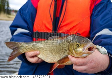 Ide Fish In The Hands Of The Angler. Big Ide Fish.