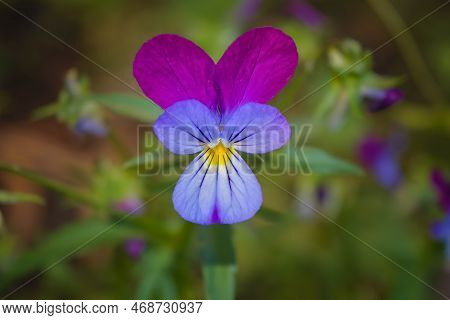 Wild Violet Viola Tricolor In Full Bloom. Flower Of Wild Violet Viola Tricolor Close Up.