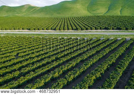 Olive Plantation In Bakersfield, California. Beautiful Sunset Light