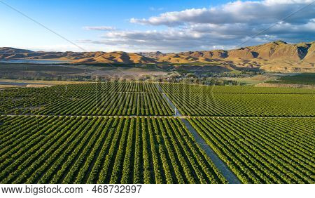 Olive Plantation In Bakersfield, California. Beautiful Sunset Light
