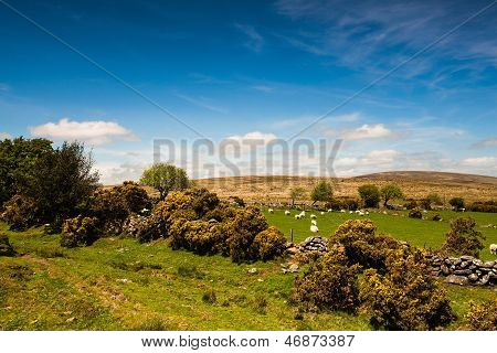 På græs i Dartmoor