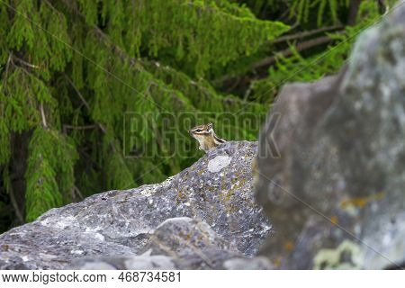 Asian Chipmunk, Or Siberian Chipmunk Lat. Eutamias Sibiricus , Is A Mammal Of The Rodent Family Of T