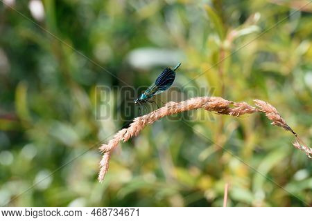 A Dragonfly Is A Flying Insect Belonging To The Order Odonata, Infraorder Anisoptera (from Greek ἄνι