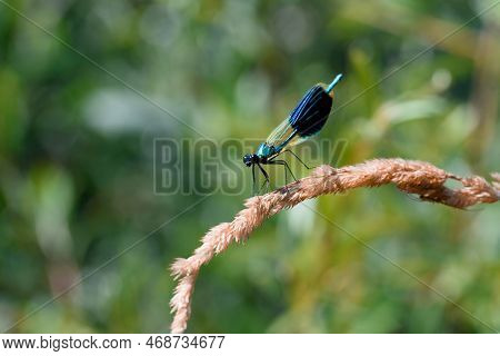 A Dragonfly Is A Flying Insect Belonging To The Order Odonata, Infraorder Anisoptera (from Greek ἄνι
