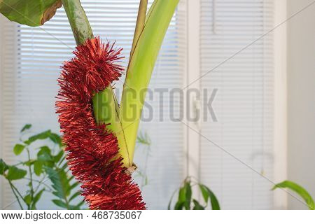 Jingle All The Way: Adding Festive Touches To Your Banana Tree With Red Tinsel Concept