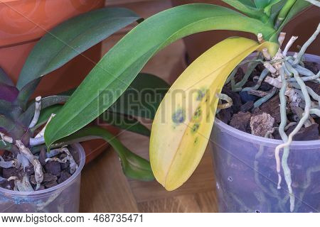 The Hidden Side Of Orchids: A Close-up Of Fungal Infection On A Yellow Leaf Close Up