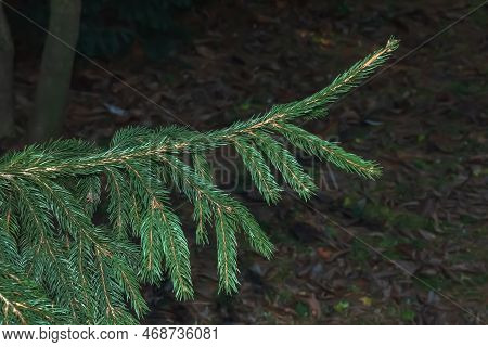 Close-up Of Green Spruce Branch Of Picea Abies Viminalis. Also Known As Norway Spruce Or European Sp
