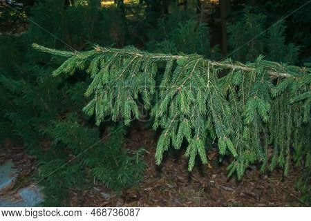 Close-up Of Green Spruce Branch Of Picea Abies Viminalis. Also Known As Norway Spruce Or European Sp