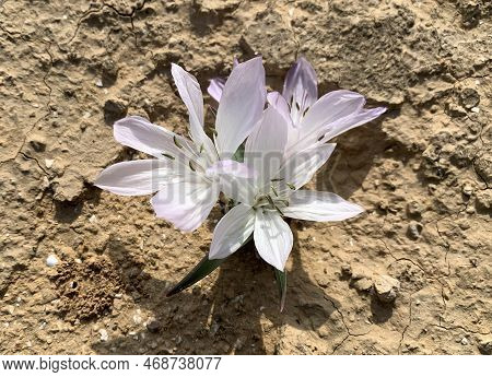 Flowering Of Colchicium (lat. - Colchicum Ritchii) In The Winter In The Negev Desert