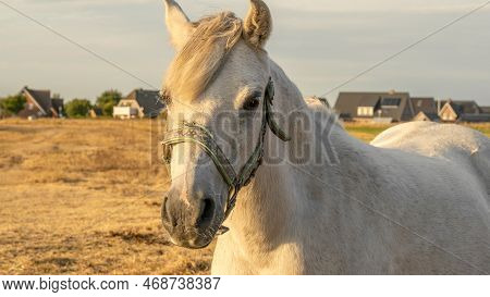 Horse Portrait In The Sun .farm Animals.white Horse With White Mane Portrait.white Horse In Paddock 