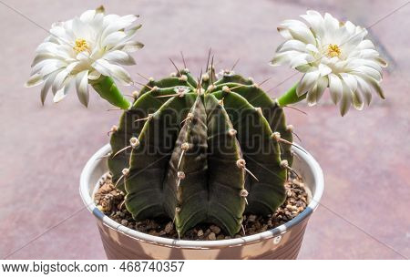 Gymnocalycium Cactus With Twin White Flower Blooming. Gymnocalycium Is A Popular Cactus With Thorns 