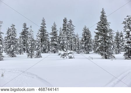 Snowy Pine Trees On A Winter Landscape, Snowcovered Forest In The North
