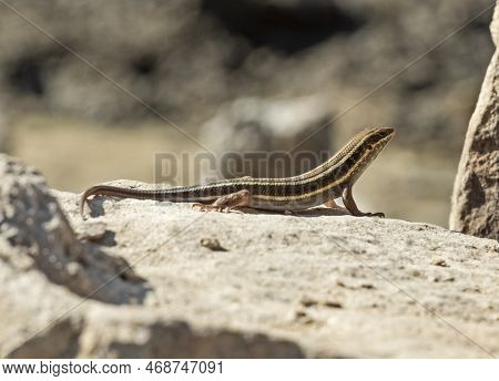 Blue-tailed Skink Lizard Stood On A Stone Rock In Rural Countryside Garden Sunbathing
