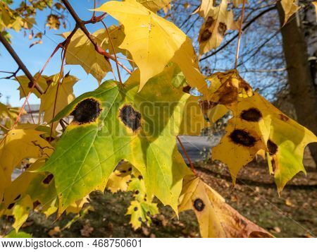 Close-up Shot Of Big Maple Leaves In Green And Yellow Autumn Colors Affected By Tar Spot (rhytisma A