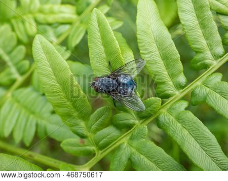 Close-up Shot Of Metallic, Shiny Blue Bottle Fly, Orange-bearded Blue Bottle Or Bottlebe (calliphora