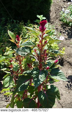Couple Of Magenta Colored Flowers Of Celosia Argentea Var. Cristata In August