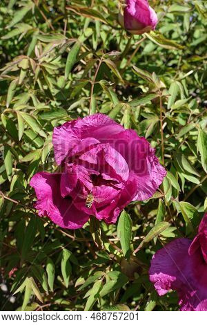 Honey Bee Pollinating Magenta Colored Flower Of Tree Peony In April