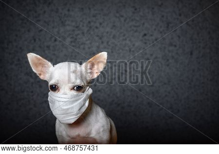 A Small Chihuahua Dog In The Face Of Which Is Wearing A White Gauze Bandage To Protect Against The V