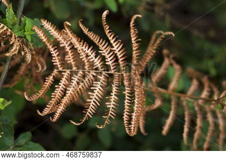 Filicopsida Detail Of Dry Fern Leaf In Autumn Winter In Forest In Horizontal