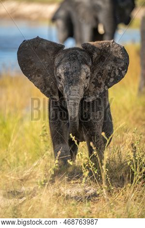 Baby African Bush Elephant Stands Facing Camera