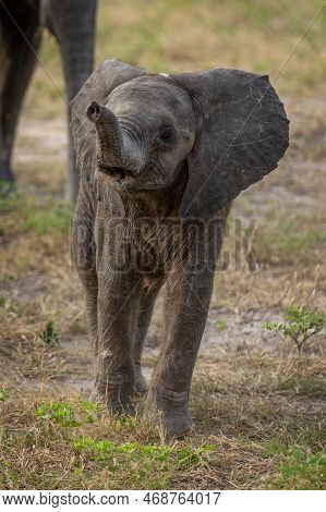 Baby African Elephant Approaches Camera Lifting Trunk