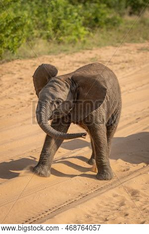 Baby African Elephant On Track Swinging Trunk