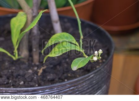 A Touch Of Spring: A Lemon Tree In A Pot With Buds Macro Close Up