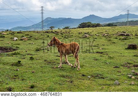 Wild Horses Along The Road To San Andres De Teixido, A Coruna Province, Galicia, Spain. Ruta De La M