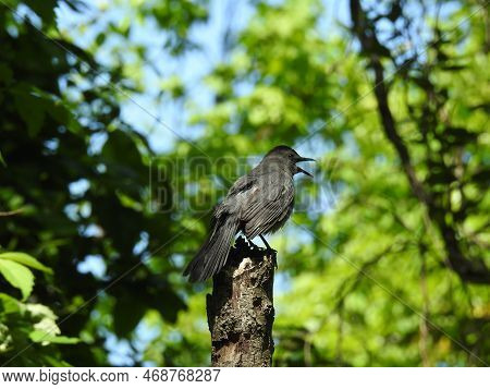 A Gray Catbird Enjoying A Beautiful Spring Day, At The Bombay Hook National Wildlife Refuge, Smyrna,