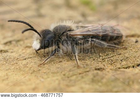 Detialed Closeup On A White Haired Male Red Belied Miner, Andrena Ventralis Sitting On Wood