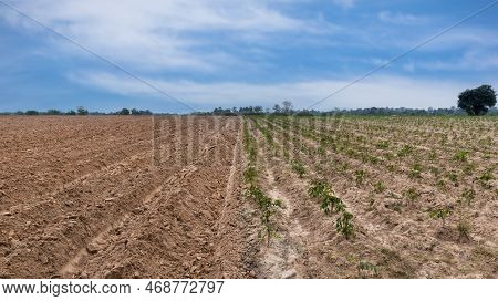 Rows Of Soil Before Planting And Rows Of Young Cassava Plant In Countryside Farmland . Baby Cassava 