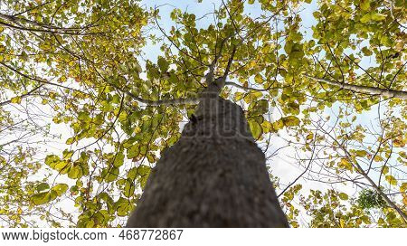 Teak Forests To The Environment . Teak Leaf On Tree Low Angle View . Forest Teak Tree Agricultural I