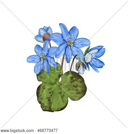 Hepatica Blue Spring Flowers Watercolor Illustration. Isolated On White Background.