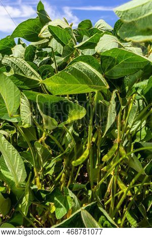 Soybean Pods On Soybean Plantation, On Blue Sky Background, Close Up. Soy Plant. Soy Pods. Soybean F